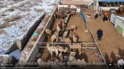 Snapshot of Xinjiang: camel farming cooperative